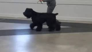 BRT Kicka 13 months UKC Show