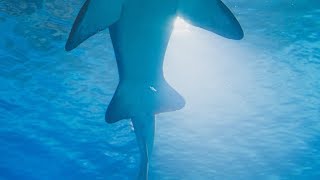 Scientific Research Part 3 - Effects Of The Shark Shield Technology On The B