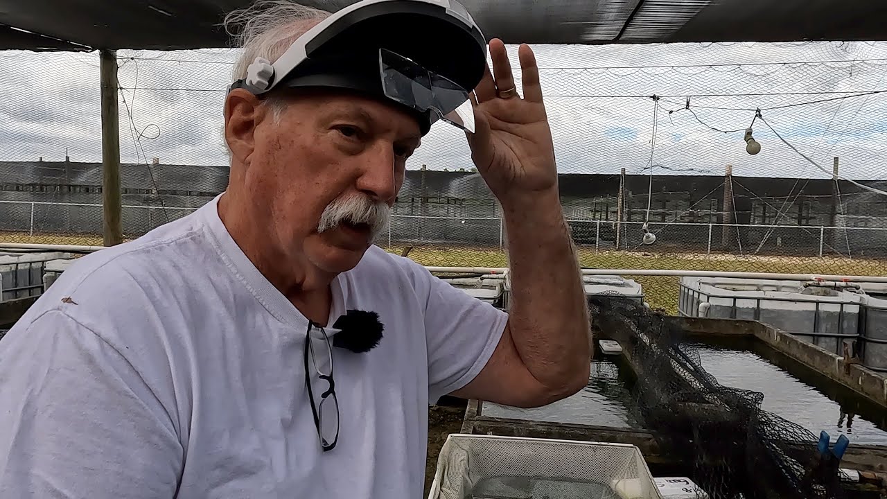 A Closer Look at our recent Tanganyikan Cichlid Imports here on the Farm!