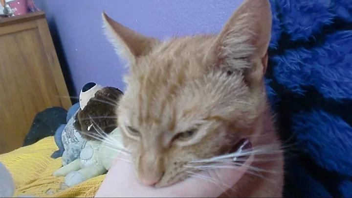 Orange Kitty Biting