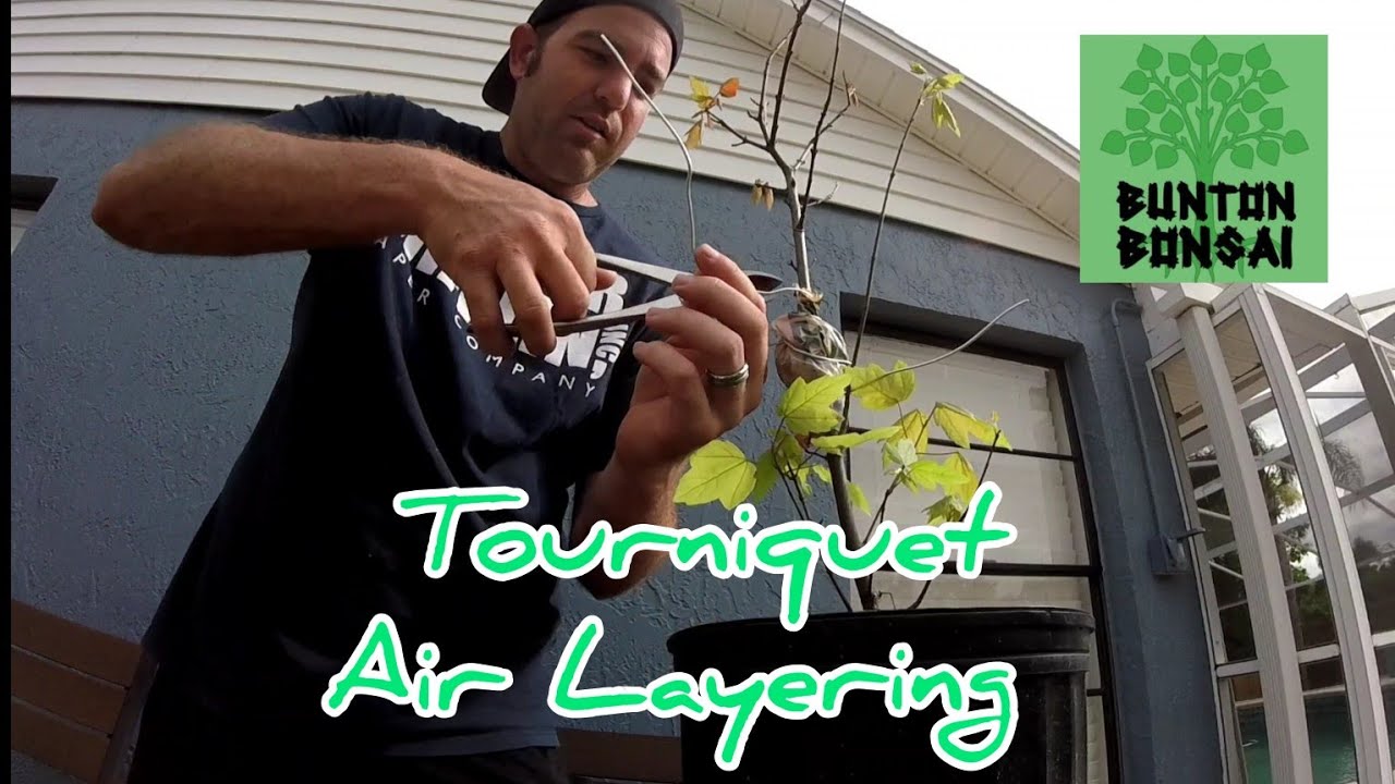 Tourniquet Method Air Layering on my Red Maple