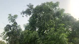 Dosari Mango Chonsa Mango Mango Sa Lada Pouda