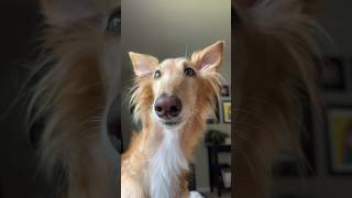 are you a cleo or an abby?!, part 1 #which #pickonequiz #borzoi #silkenwindhound #fyp