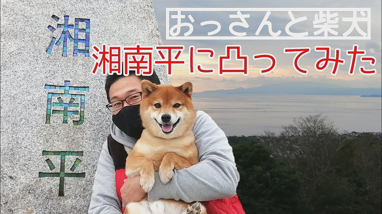 柴犬 豆柴 と湘南平でお散歩してみた おもしろかわいい柴犬 保護猫多頭飼いvlog130 Dog Cat Youtube