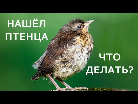 Птенцы каких птиц (не)нуждаются в помощи?