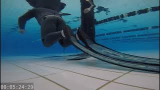 AFC pool training: DYN turns