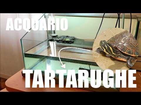 Video: Come Fare Un Acquario Di Tartarughe