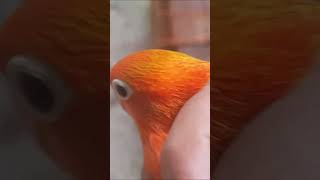 Biola Green Sable Cling Dr. Am Lbf