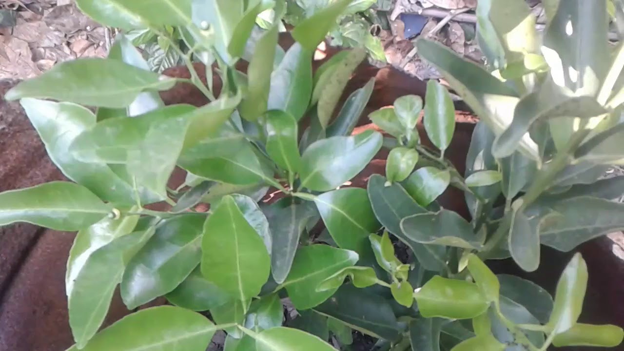 palpites para o jogo do bicho dia PALPITES PARA A FEDERAL E CORUJA DO DIA 27/09/2017