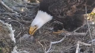 West End🦅Thunder Offers A Private Feeding For The Teeny-Tiny WE3😋Explore.org 2024-03-14