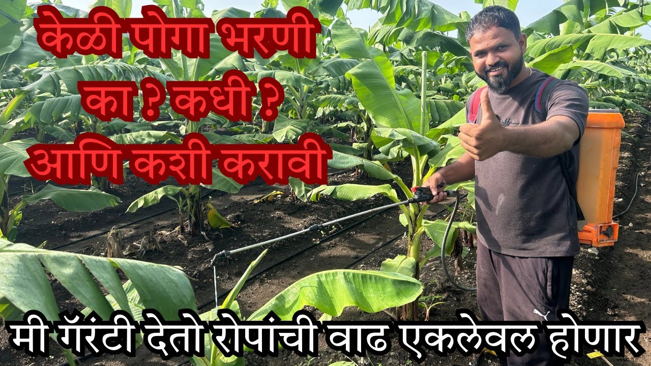 केळी पोगा भरणी का, कधी आणि कशी करावी | मी गॅरंटी देतो रोपांची वाढ एकलेवल होणार | पोगाभरणी १००% करा |