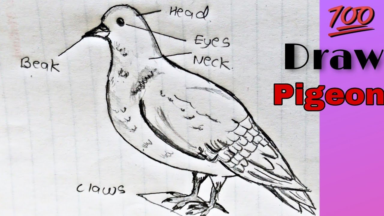 How to draw Pigeon labelled diagram | phylum chordata ...