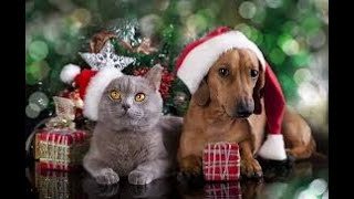 Funny cats and dogs for Christmas and New Year 2024.Смешные собаки на Рождество и Новый Год 2024.