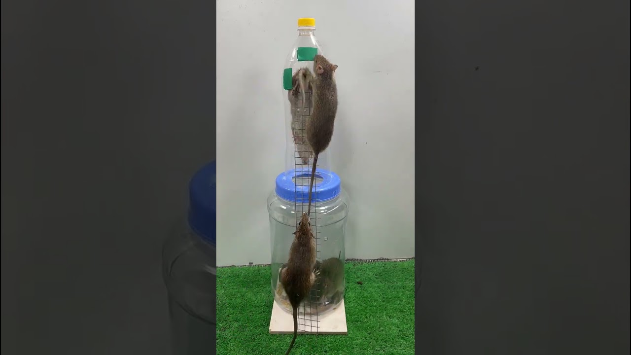 Le dernier piège à souris fabriqué à partir de bouteilles en plastique. 