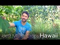 Mulch Crops & Support Species We Grow In Hawaii