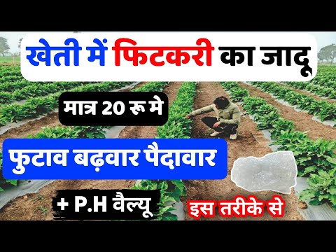 वीडियो: Cilantro एक सहयोगी संयंत्र के रूप में: लाभकारी कीड़ों को आकर्षित करने के लिए Cilantro का उपयोग