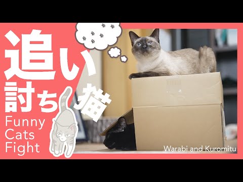 かわいい追い討ち猫