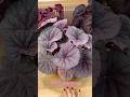 Begonia DS-Futurique #begonia