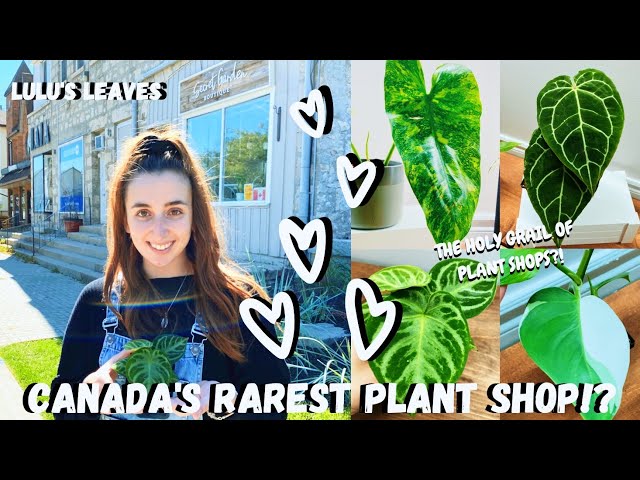 RARE PLANT SHOP NEW RELEASES?! | House Plant Tour at Secret Garden Boutique