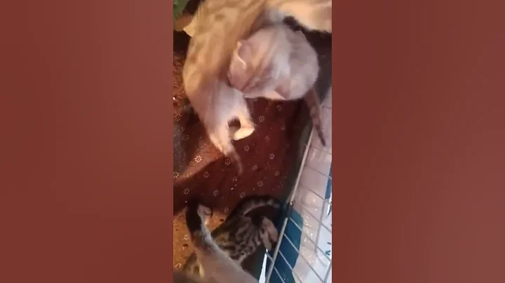 Watch the video about Baby bengal snow n silver