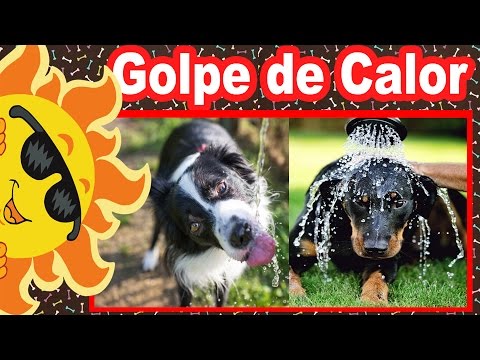 Vídeo: Com Mantenir La Mascota Fresca Durant Una Onada De Calor