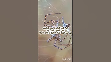 سورة العنكبوت41||ماهر المعيقلي 🌺 #سورة_العنكبوت #قرآن