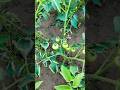 Ghar mein bhi baat chalak Hai to aur pyar ki || #viral #trinding #funny #farming #shortsviral