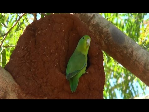 Video: Parakeet Lineolated