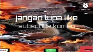 MP3 BELIBIS ALES HITAM(Tretep)
