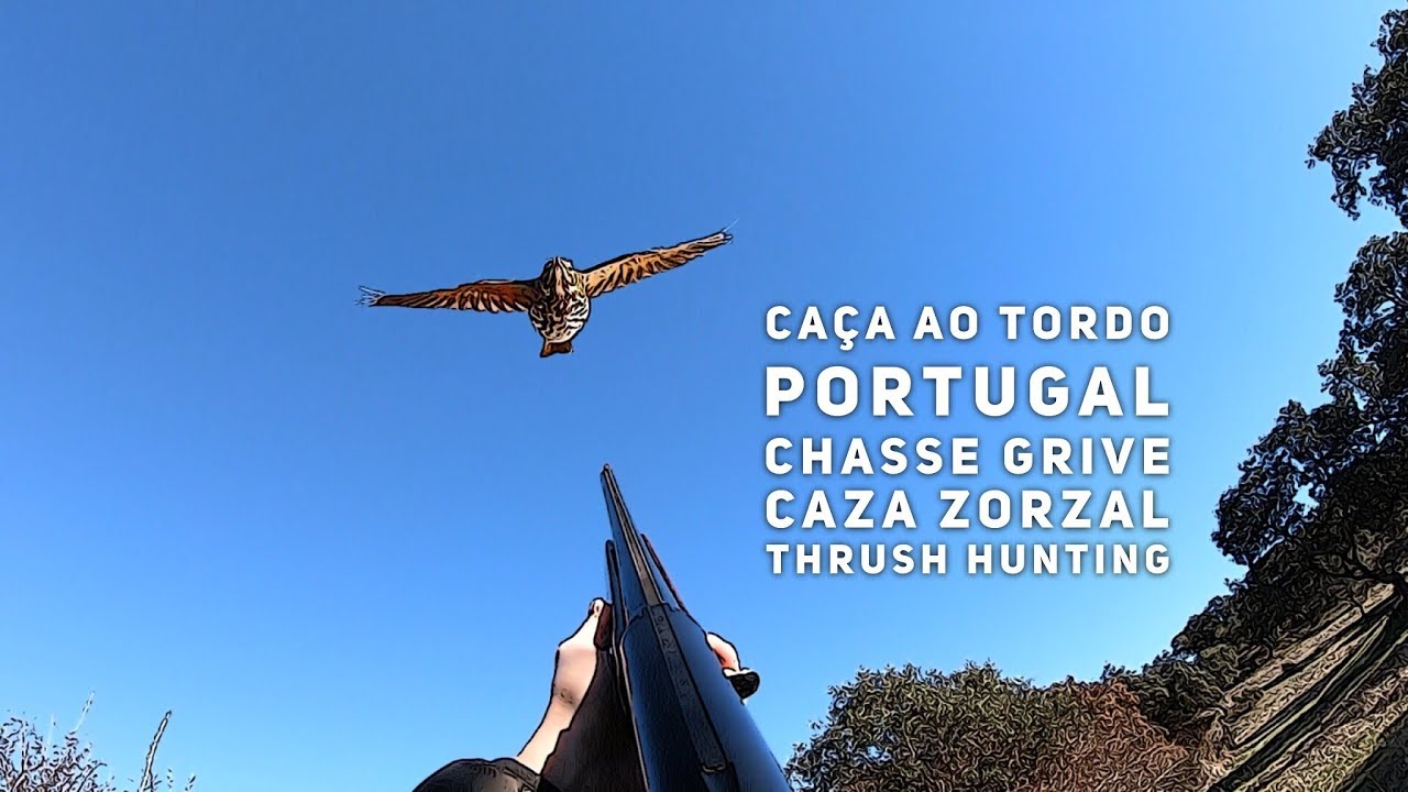 Caça aos tordos chasse grive caza zorzal thrush hunting Caça Portugal