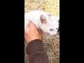 子猫を保護して家猫へ! 猫 野良猫 ニャンちゃん #Shorts