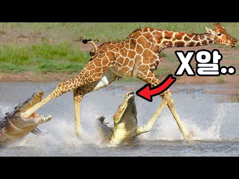A Nile crocodile that bites a giraffe&rsquo;s balls and kills them