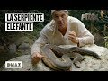 Wild Frank encuentra una impresionante serpiente elefante | Wild Frank