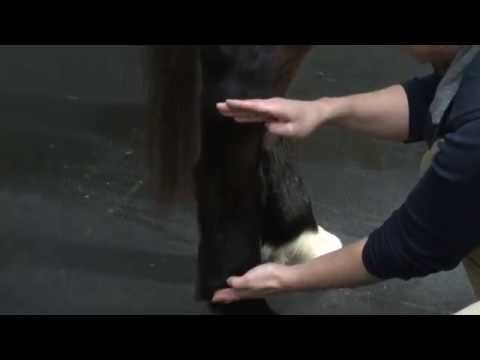 tufts university jobs Anatomy of the Hind Limb