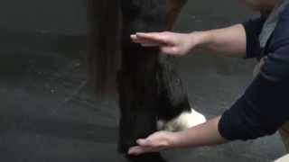 Anatomy of the Hind Limb