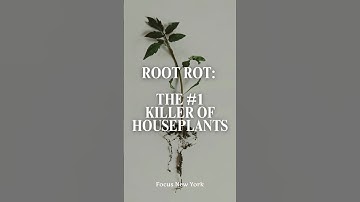 Root Rot: The #1 Killer of Houseplants  #rootsandroasts