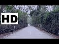 Road In The Woods | Soothing Piano | Nature Sounds | Relaxing Music | Global Mantra