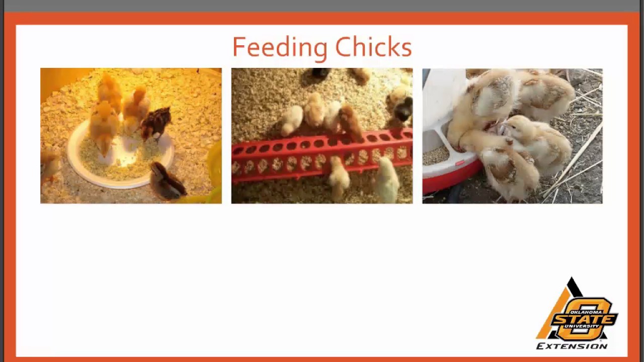 Alternative Enterprise Basics Small Scale Poultry Production YouTube