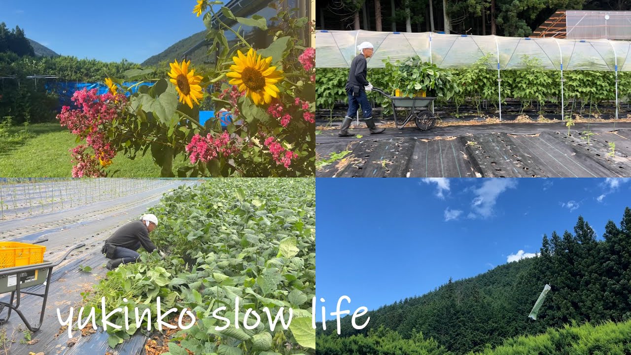 [Сельская жизнь № 102] Сбор урожая эдамаме за год 🫛 Мастерская своими руками 🛖