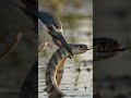 A Heron vs Snake! 😱 One Last Bluff Before It's Too Late 🐍🦤