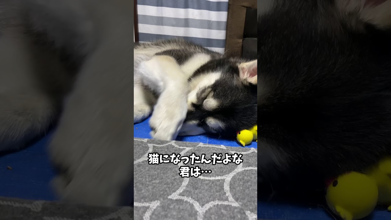 だ よ 君 なっ たん は 猫 に な