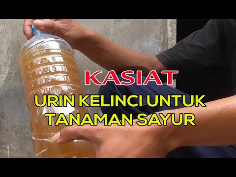 Video: Kelinci - Faedah, Penggunaan, Kontraindikasi