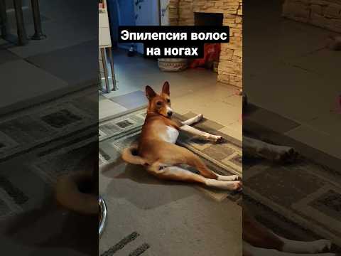 Эпилепсия волос на