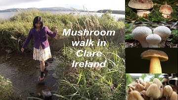 Mushroom walk in pine forest, County Clare, Ireland| Edible mushrooms vs poisonous mushrooms