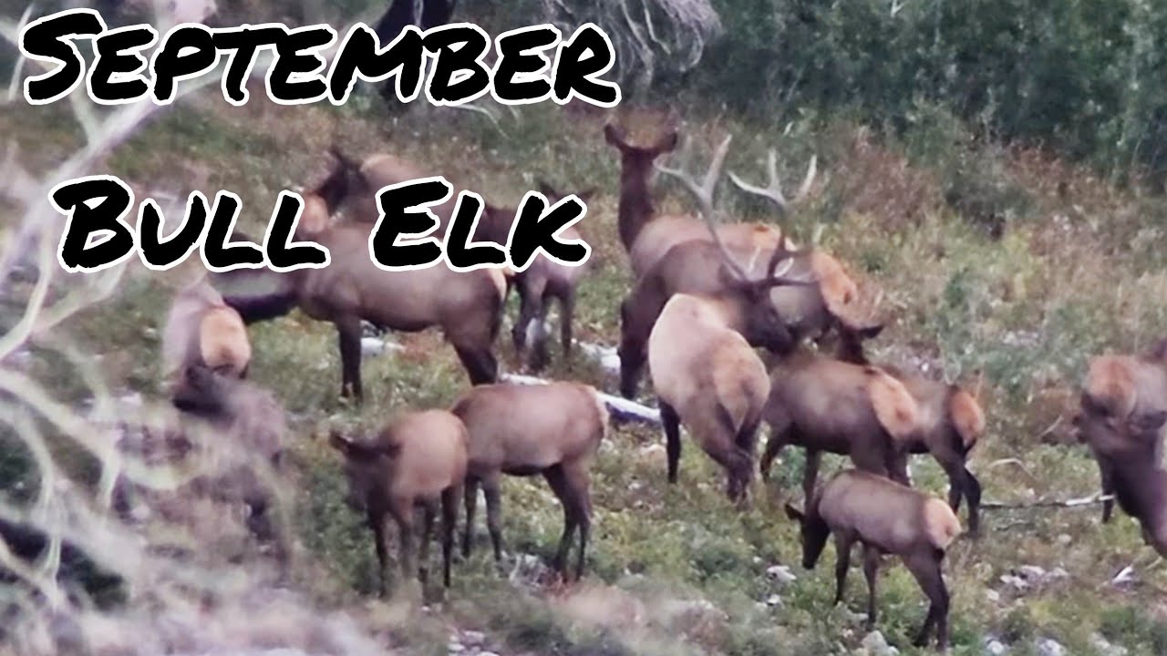 BULL ELK HUNT 2022 ELK RUT BIG BULL ELK ELK HUNTING UTAH YouTube