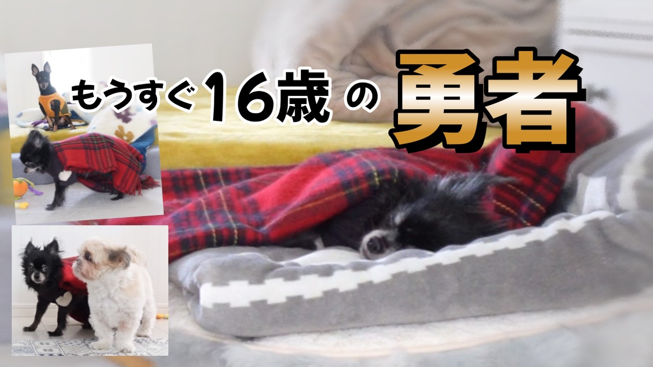【勇者】動かない老犬チワワ、今日の体調がわかるその瞬間。小さな旅人になるwww