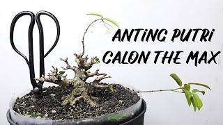 HOW TO MAKE SHONIN BONSAI - ANTING PUTRI CALON THE MAX