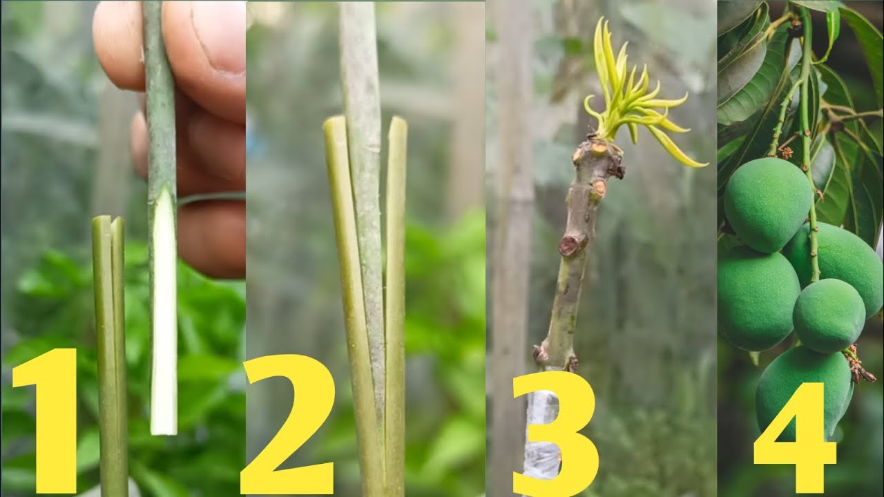 Mango grafting new techniques Easy methods #mango # grafting - YouTube