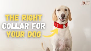 STOP Exhausting Your Dog: How to Choose the Right Dog Collar by Keeping Pet 151 views 11 months ago 4 minutes, 10 seconds