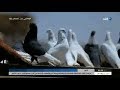 فيلم وثائقى -  تربية الحمام غية اخراج مصطفى جلال قناه الغد 13 اكتوبر 2018